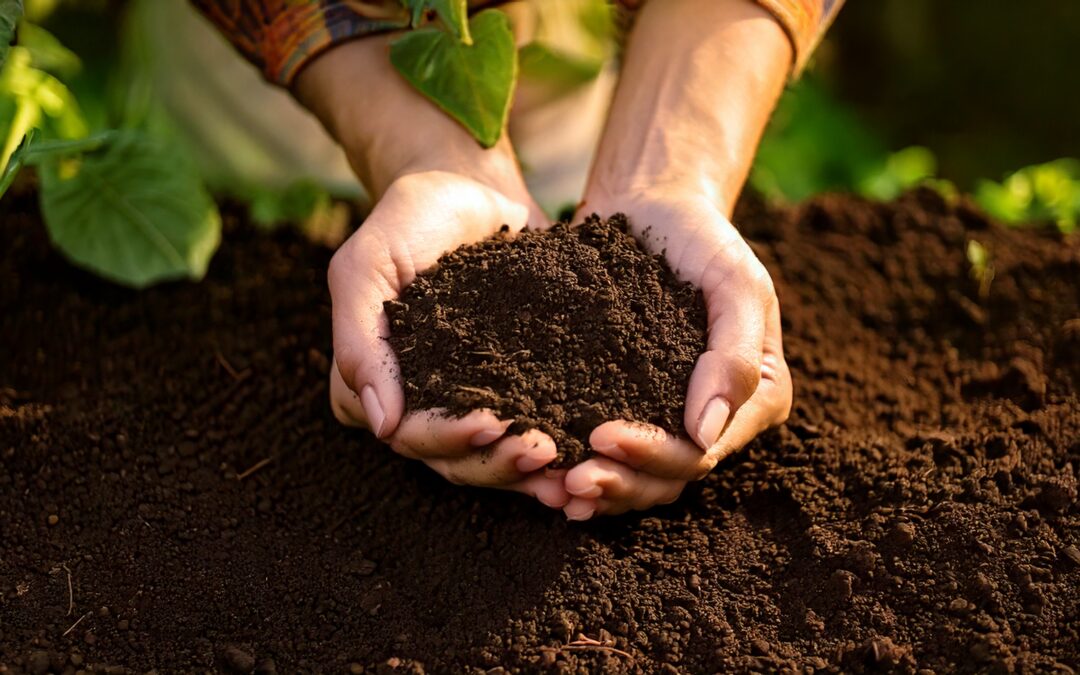 Comprendre les types de sols (argile, limon, sable) et leur impact sur la culture