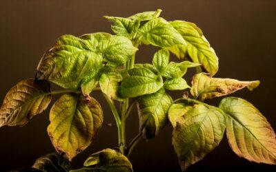 Stratégies naturelles de lutte contre les maladies répandues