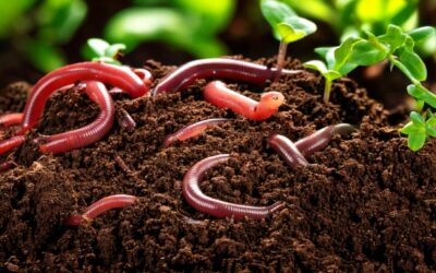 Comprendre l&rsquo;importance du compost et comment l&rsquo;utiliser efficacement