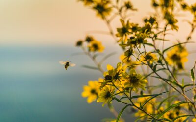 Le rôle des animaux et des insectes auxiliaires dans la protection des cultures