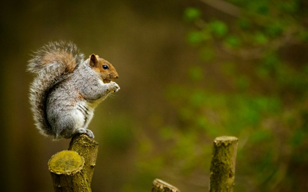 Les principaux ravageurs au potager et comment les reconnaître