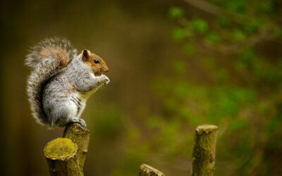 Les principaux ravageurs au potager et comment les reconnaître