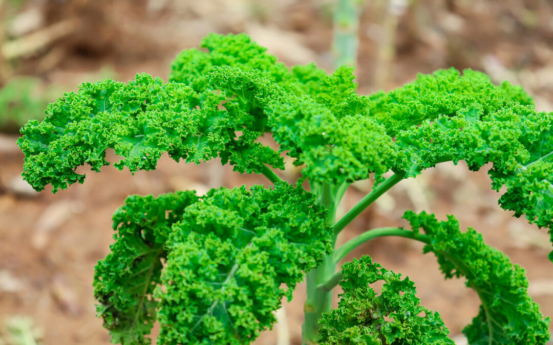 Comment choisir les variétés adaptées à votre climat et à votre sol